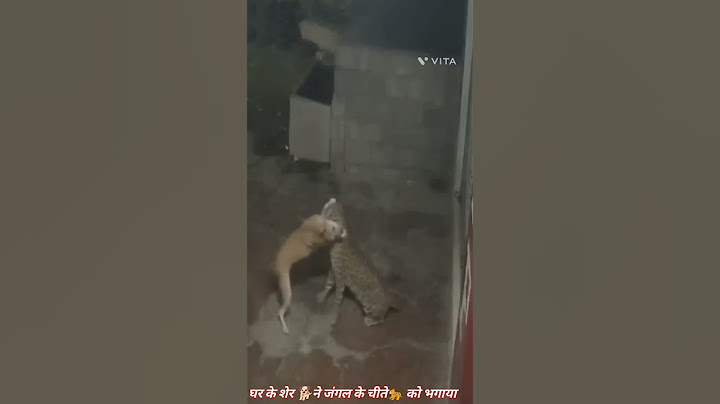 tiger ka dog pe attack. #attack #tiger #trendingshorts
