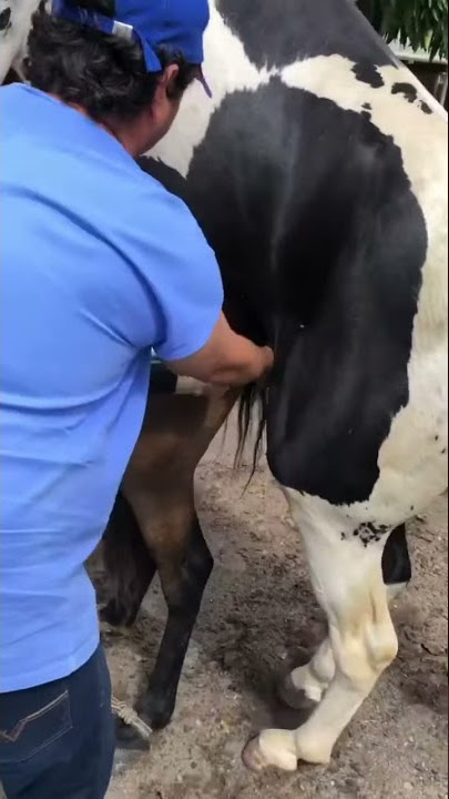 Reprodução equina