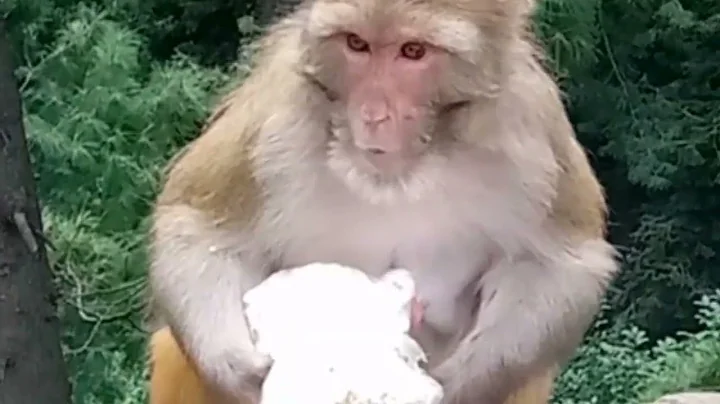 kiki monkey try to snatching food beez tricks and travel