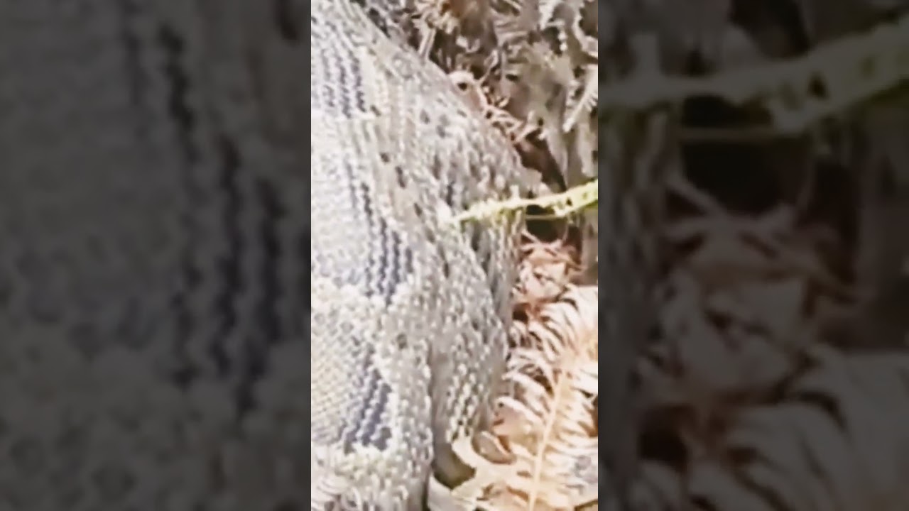 This snake is larger than HumanZani a Mizoram lang a sampi(python)ana