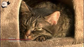 Stockholms Katthem: Att adoptera katt från oss