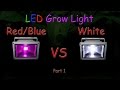 White LED vs Red/Blue LED Grow light Grow Test - Part 1 (Educational) 2016