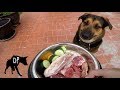 Raw Fed German Shepherd Mix | Raw Dog Diet #63