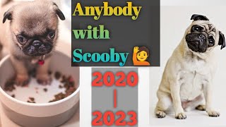 Shorts collections 🤣🤣2020-2023 | pug scooby shorts | #shortsvideo by Scooby Veedu 439 views 7 months ago 24 minutes