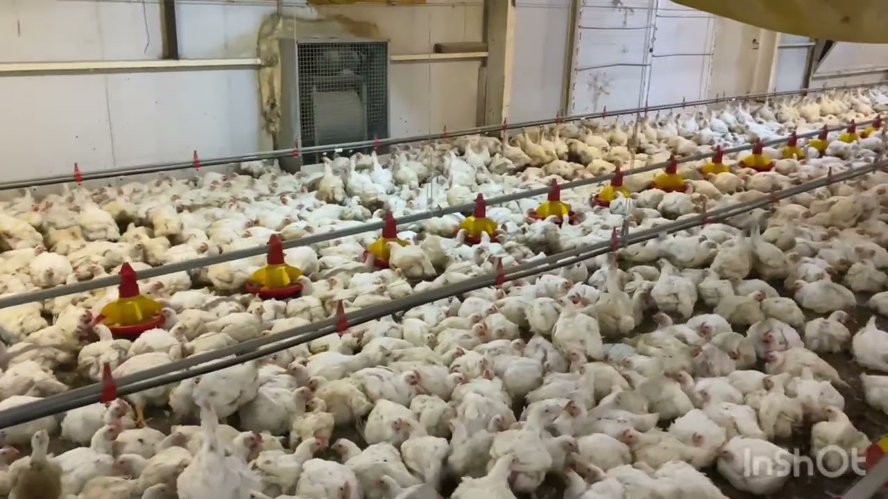 جوله في مزرعه تسمين اللحم العنابر المغلقه  العدد60.000الف طير الانتاج 150 طن لحم😳 استهلاك العلف 250