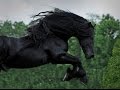 WATCH AND BE CAPTIVATED FRIESIAN STALLION FREDERIK THE GREAT
