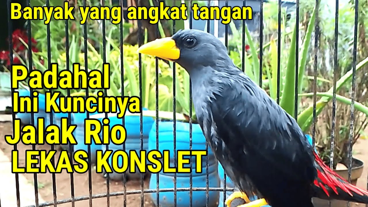 Jalak Rio Rio JANGAN MENYERAH DULU | JALAK RIO RIO RAWATAN LAMA KOK BISU ? - YouTube