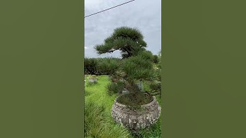 Thông đen kích thước bảo nhiêu ? #thông_đen