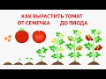 Как вырастить томат. Инструкция от А до Я. Посев томата, пикировка, высадка в грунт, формирование.