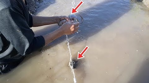 Giăng lưới, cá đâm lưới thấy phát mê | Fishing | Bông lúa Miền Tây