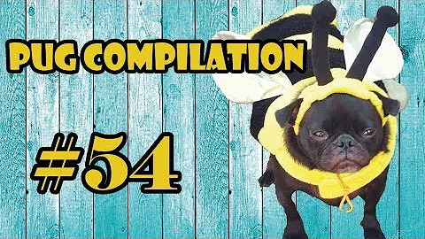 54Pug Compilation 54 - Funny Dogs but only Pug Videos | Instapugs