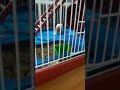 FILHOTE DA MINHA HAMSTER