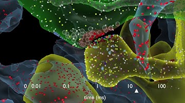 How Synapses Work