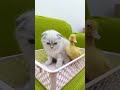 Cute kitten meets baby duck #shorts