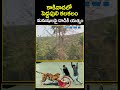 కాకినాడలో పెద్దపులి కలకలం.. మనుషులపై దాడికి యత్నం | Tiger Hulchul In Kakinada | CVR News