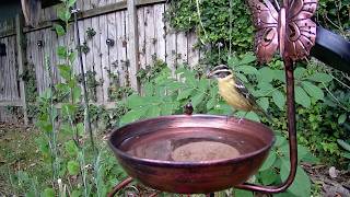 Bird bath for little birds - 8/19/26