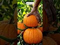 ปลูกเมล็ด EP54 ฟักทองและฟักแม้ว #สร้างจากai #aigenerated #gardening #vegetables