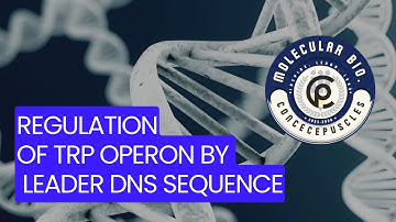 REGULATION of Tryptophan Operon | LEADER Dna Sequence | STEM LOOP  Regulation | Molecular Biology