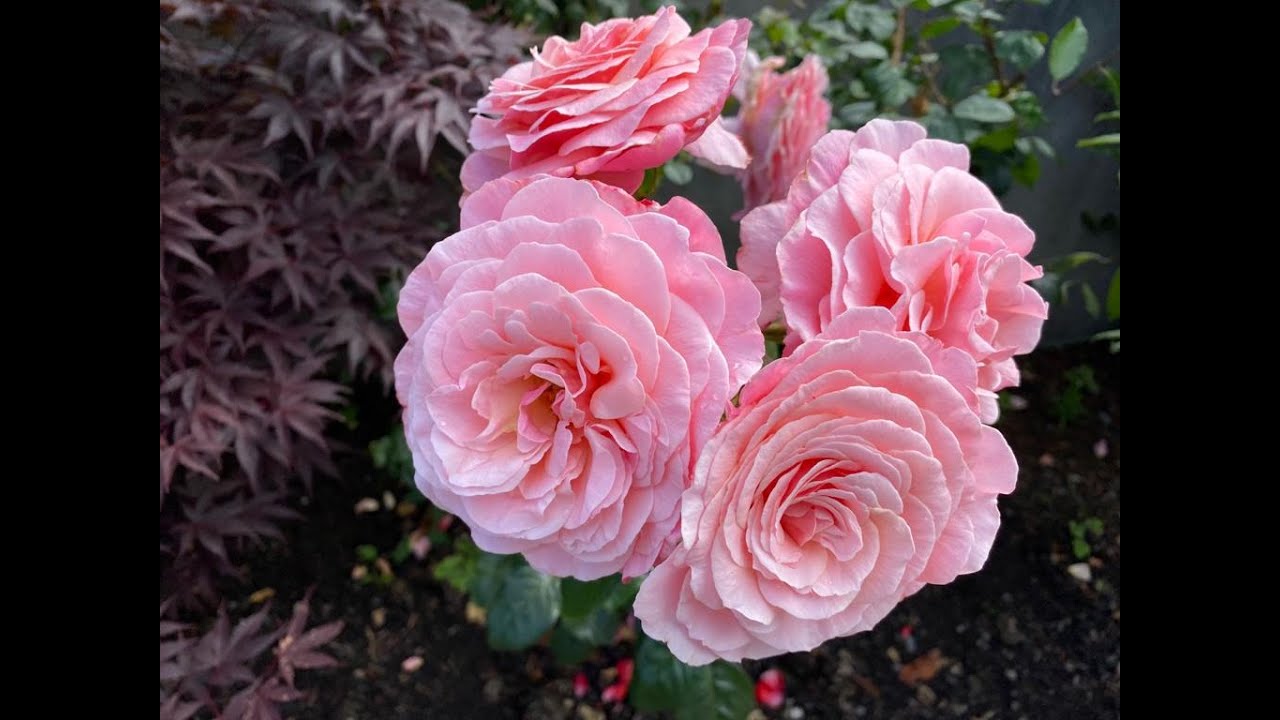 Rathgar Horticultural Show 2020