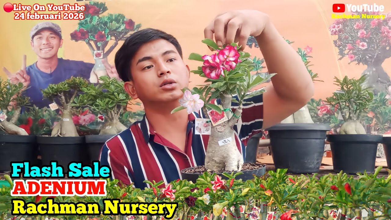 🔴 Live Flash Sale Adenium Bunga Tumpuk Dan Karakter (23 Februari 2026)