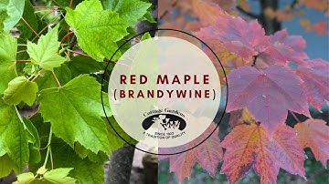 Cottage Gardens Ince (Lansing) Acer R Brandywine
