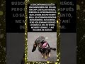 El día que dejamos de buscarlo… 🐾❤️