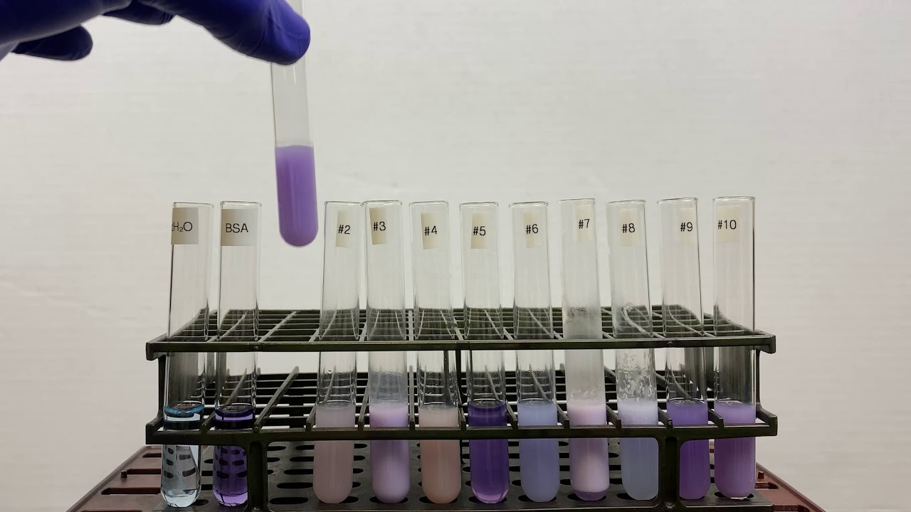 Milk Biuret Test for Protein YouTube