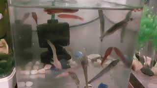 Baby Catfishes + Giant Snakehead (Channa Micropeltes) in a 4L Fish Tank!