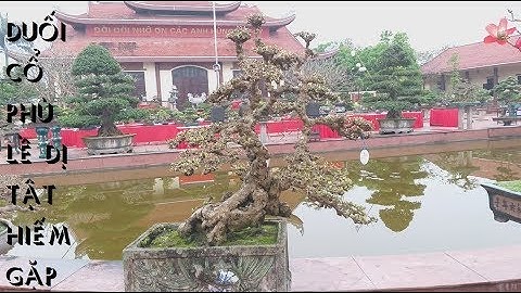 Cây Duối cổ phù lề dị tật quá đặc biệt tại triển lãm bonsai Văn Giang | QH 45