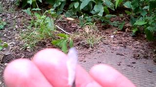 VID-20130711-00031