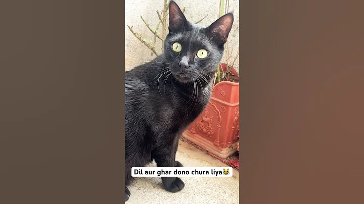 Video 11746371: cats catlover cutecat, funny baby cats cutest, cute little cat baby, cat baby love funny