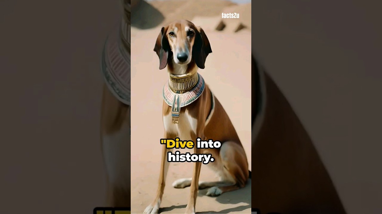 Egyptian Dog Collars: Fashionable Fidos🔥 