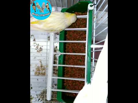 وجبة اليوم لطيور الكناري 