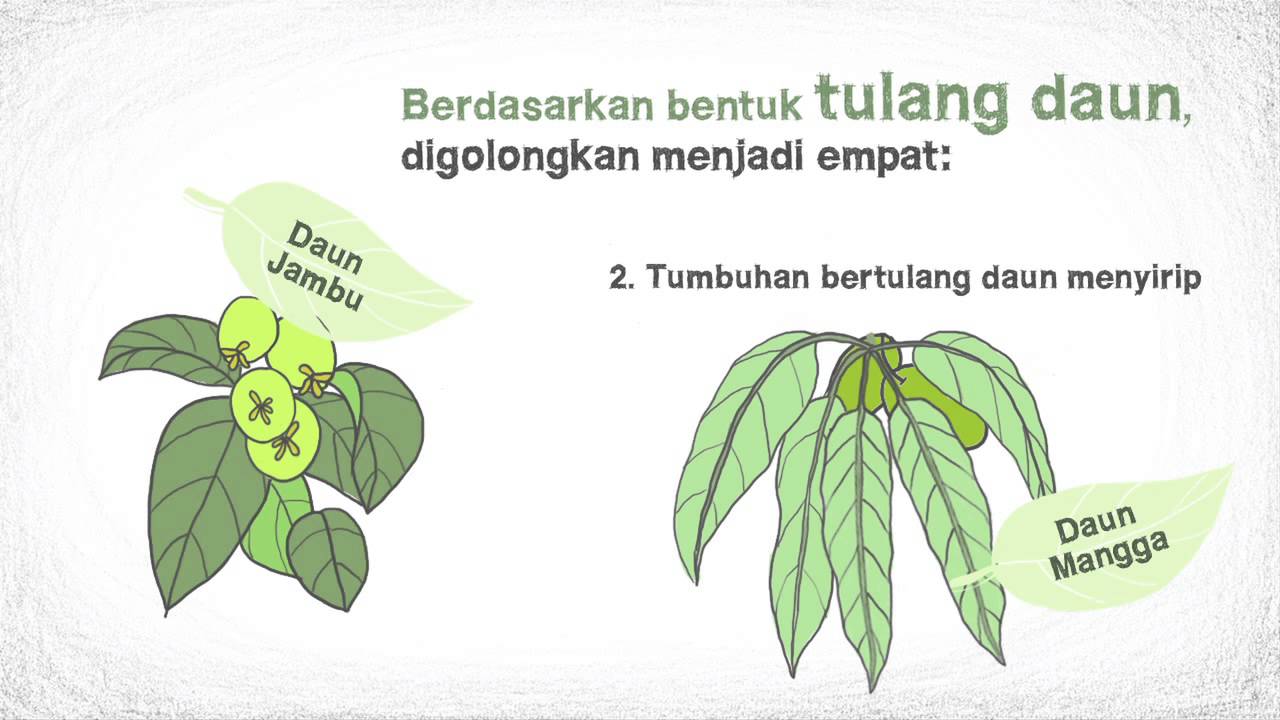 SD IPA - Daun dan Manfaatnya 