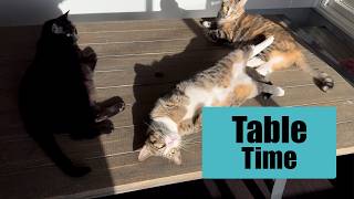 Cat Table