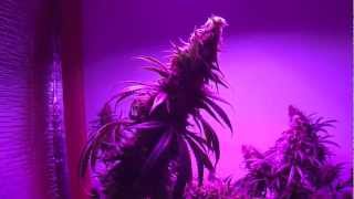 Afghan Kush, Critical Sensi Star + Pro-Grow 550 LED grow light, Ep. 12