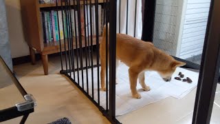 【トイレ】柴犬子犬のトイレトレーニング1カ月後