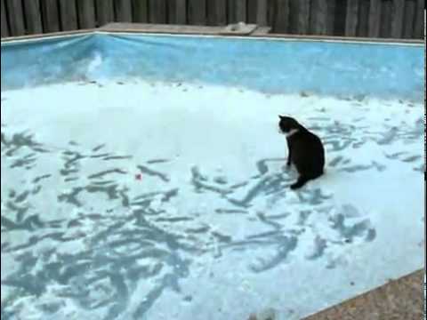 video phone beyonce mp3 Cat on ice