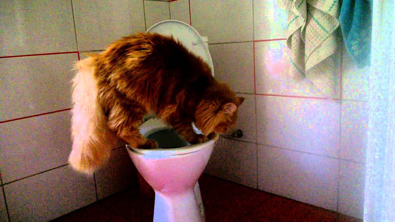 Maine Using Toilet You Maine Using Toilet