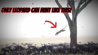 No Other Big Cats Can Hunt Like This - Leopard Hunting Prey - Reaction Video