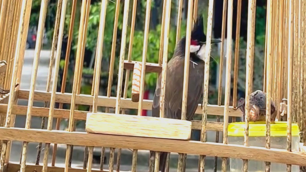 ลูกนกกรงหัวจุกป่าลาวติดเวียด วัยหัดร้องเพลง ยั้วนกคึกนกร้องตาม