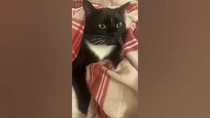 Handsome Tuxedo Cat 🖤🤍