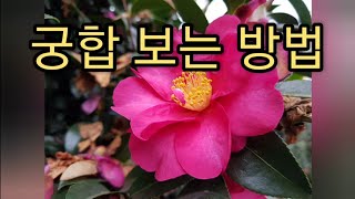 궁합보는 방법