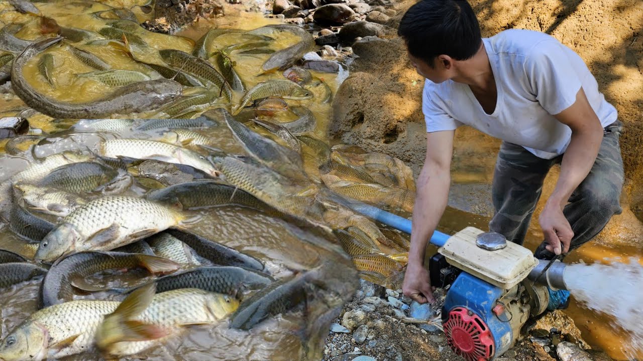 CEO Trieu Lam has harvested many giant carp, by using smart pump