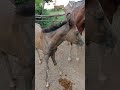 horse family in relax mode