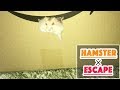 hamster escape cardbord / ハムスターの脱走 in ダンボール
