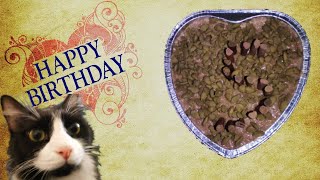 How To Make A Cake For A Cat | Cat Birthday Cake Recipe by The Zeus&Sushi Show 4,177 views 3 years ago 1 minute, 34 seconds