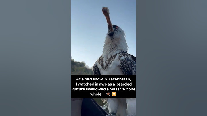 Bearded Vulture Swallows a Bone Whole! 🦅😲 #facts
