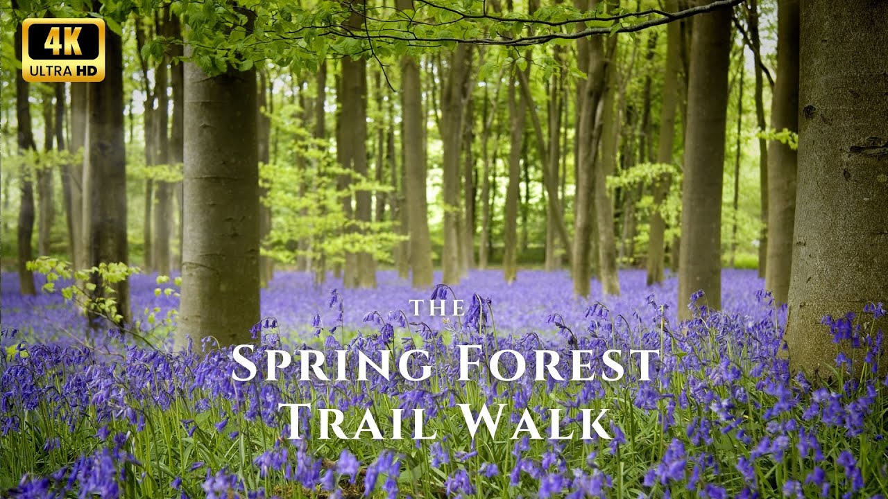 Spring Forest Nature Walk | Bird song & Blooming Flowers not AI | Stress Relief & Nature Meditation