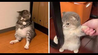 Funniest cat video of 2024🤣😍/Cat sound / Cat meowing / Funny animals meme / compilation  #video